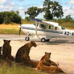 flying-safaris